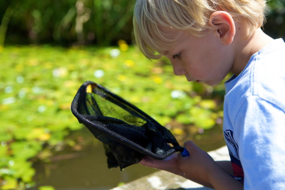 View: Pond dipping